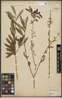 Foto von Salix purpurea L.